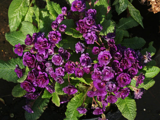 PRIMULA 'STRONG BEER'