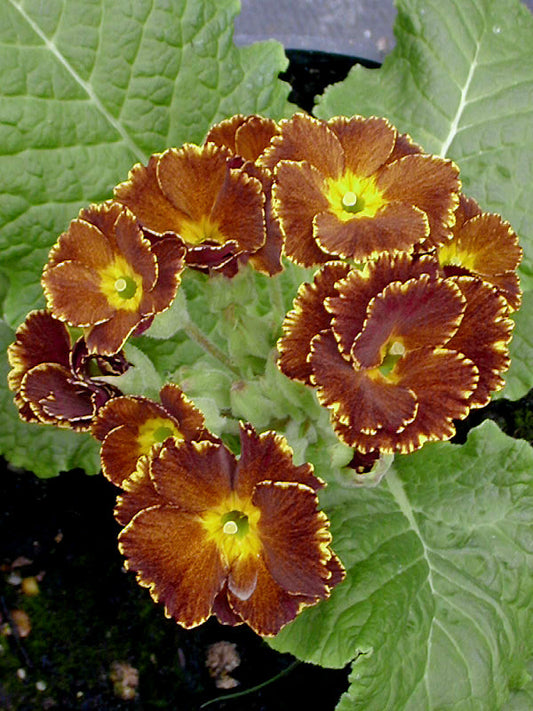 PRIMULA 'SPARKLING EYES'