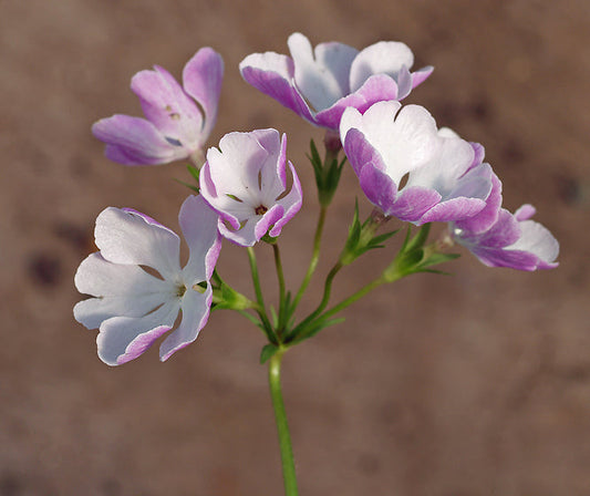 PRIMULA SIEBOLDII 'KARAKOROMO'