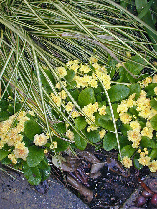 PRIMULA 'SUNSHINE SUSIE'