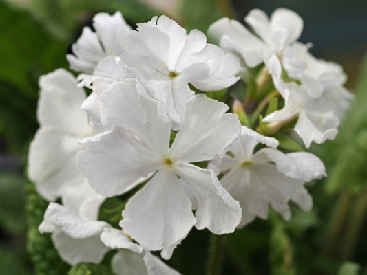PRIMULA SIEBOLDII 'SNOWDROP'