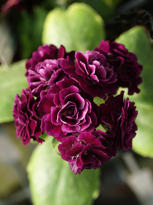 PRIMULA AURICULA 'SHALFORD'