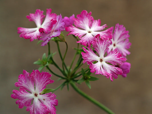 PRIMULA SIEBOLDII