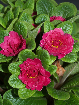 PRIMULA 'SIOBHAN'