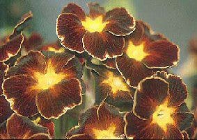 PRIMULA 'SPICE SHADES'