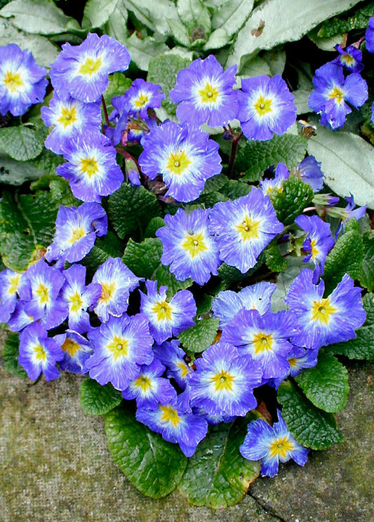 PRIMULA 'TIE DYE'