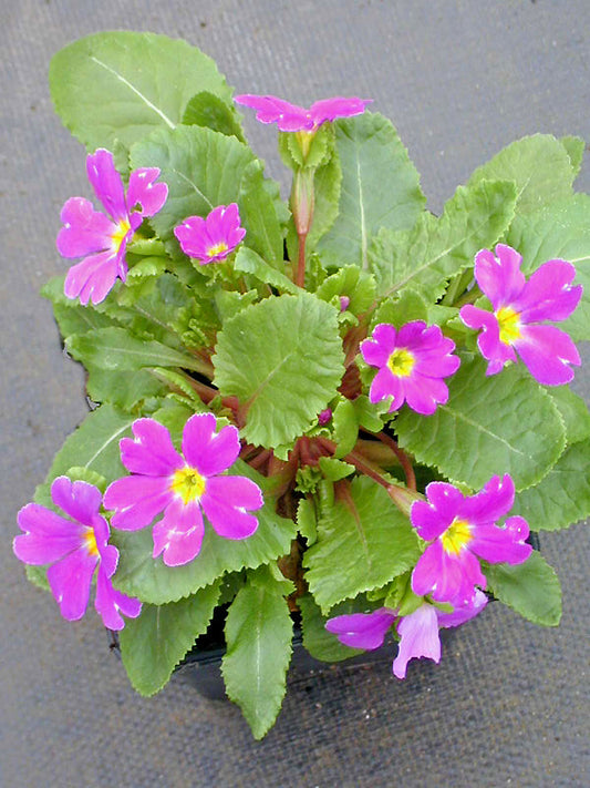 PRIMULA 'TIPPERARY PURPLE'