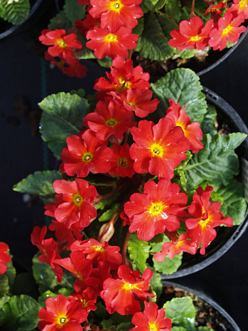 PRIMULA 'WANDA TOMATO RED'