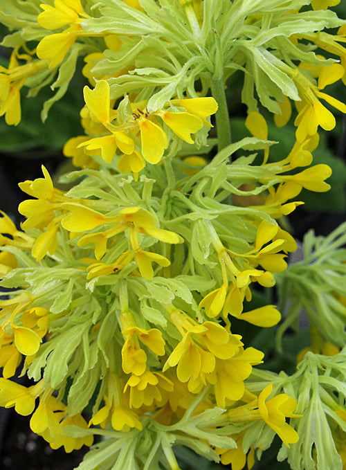 PRIMULA VERIS FEATHERED COWSLIP
