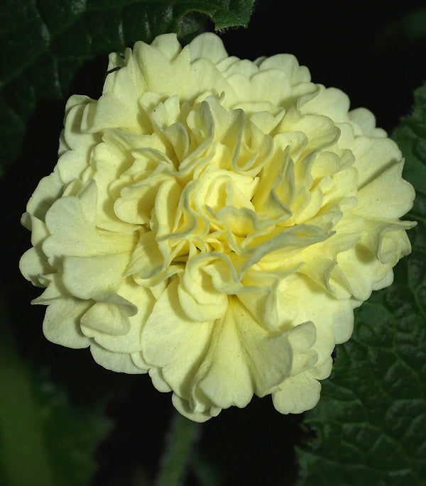 PRIMULA 'VAL HORNCASTLE'