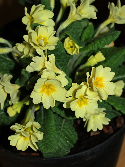 PRIMULA VULGARIS 'HOSE-IN-HOSE'