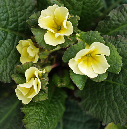 PRIMULA VULGARIS 'LISSADELL'