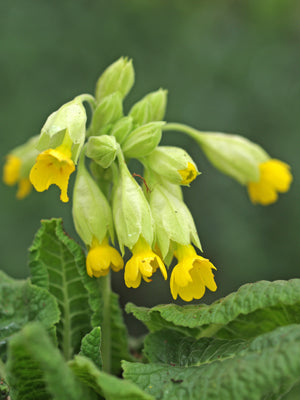 PRIMULA VERIS subsp.MACROCALYX