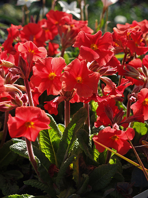 PRIMULA 'DON KEEFE'