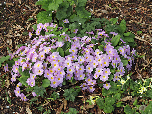 PRIMULA VULGARIS WILD PINK