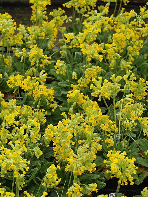 PRIMULA VERIS
