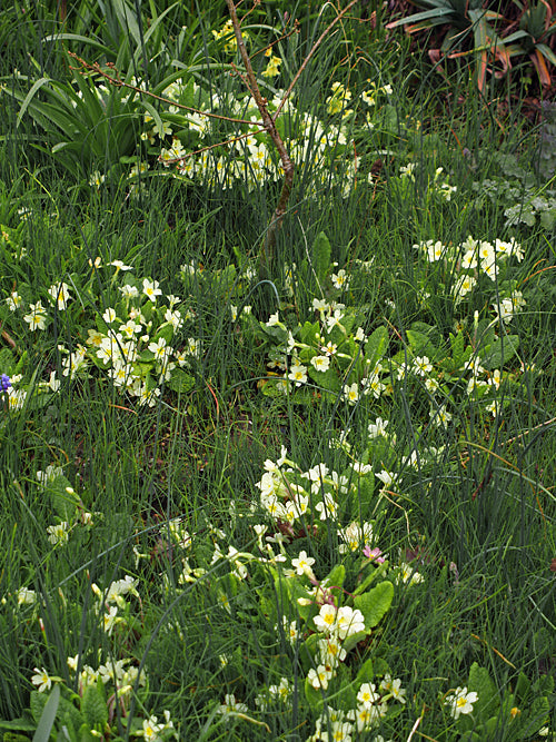 PRIMULA VULGARIS