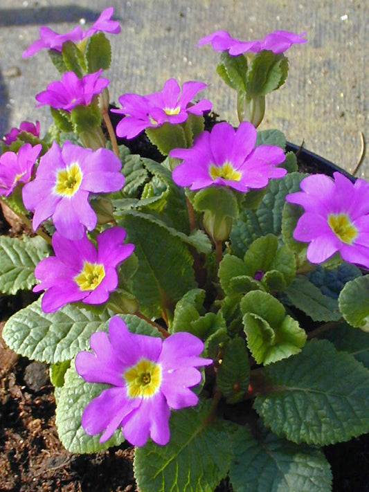 PRIMULA 'WANDA' JACK IN THE GREEN