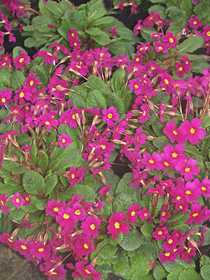 PRIMULA 'WANDA'