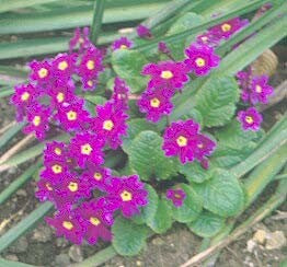PRIMULA 'WANDA HOSE-IN-HOSE'
