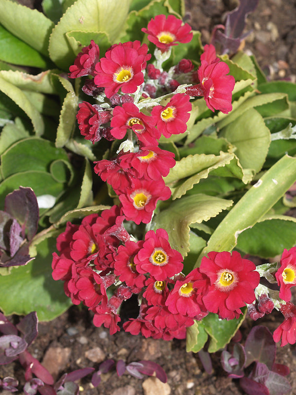 PRIMULA x PUBESCENS 'RUFUS'