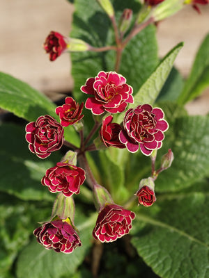 PRIMULA double magenta gold-laced