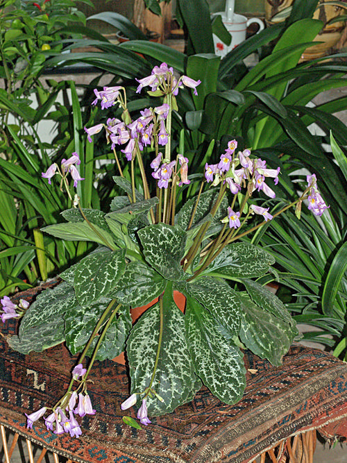 PRIMULINA DRYAS 'HISAKO'