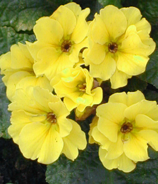 PRIMULA 'COWICHAN YELLOW'