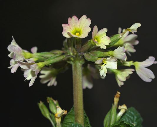 PRIMULA 'MACWATT'S CREAM'
