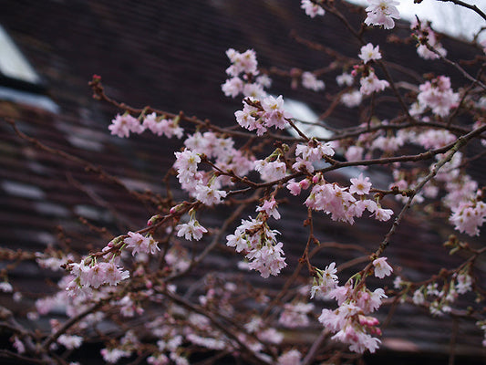 PRUNUS x SUBHIRTELLA 'AUTUMNALIS ROSEA'