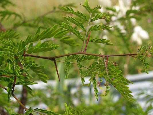 PROSOPIS FEROX RCB RA-J-5