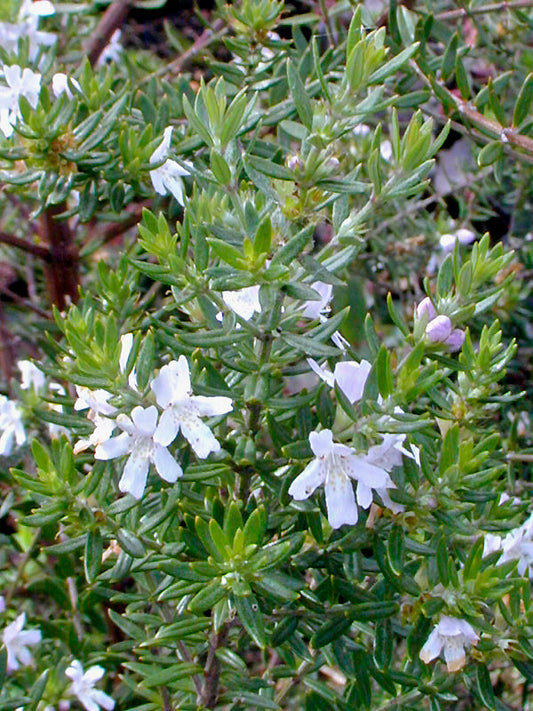 WESTRINGIA FRUTICOSA