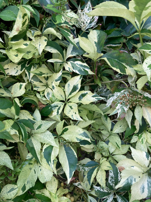 PARTHENOCISSUS QUINQUIFOLIA 'STAR SHOWERS'