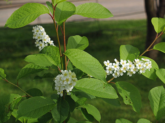 PRUNUS PADUS