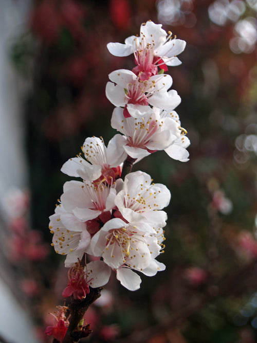 PRUNUS ARMENIACA 'GOLDCOT'