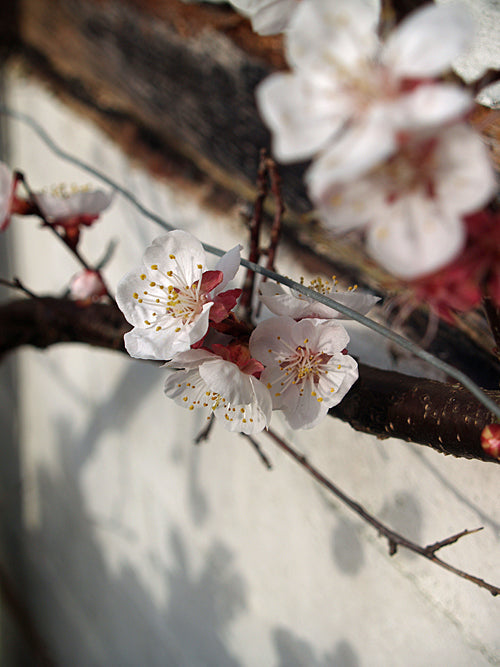 PRUNUS ARMENIACA 'HAROGEM'