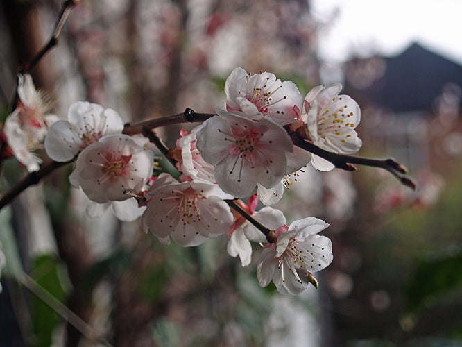 PRUNUS ARMENIACA 'HARGRAND'