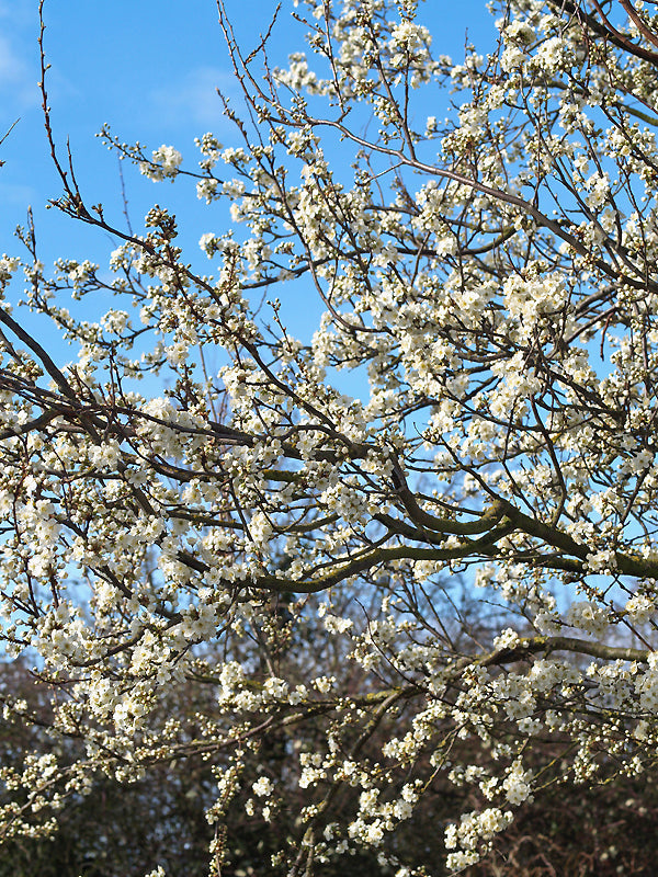 PRUNUS CERASIFERA