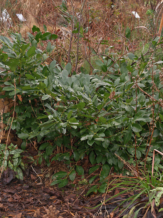 PRUNUS LAUROCERASUS 'CHERRY BRANDY'