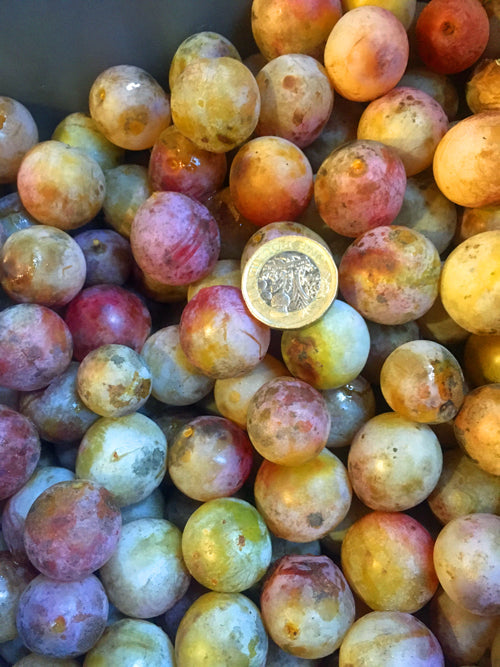 PRUNUS DOMESTICA subsp.INSITITIA var.SYRIACA