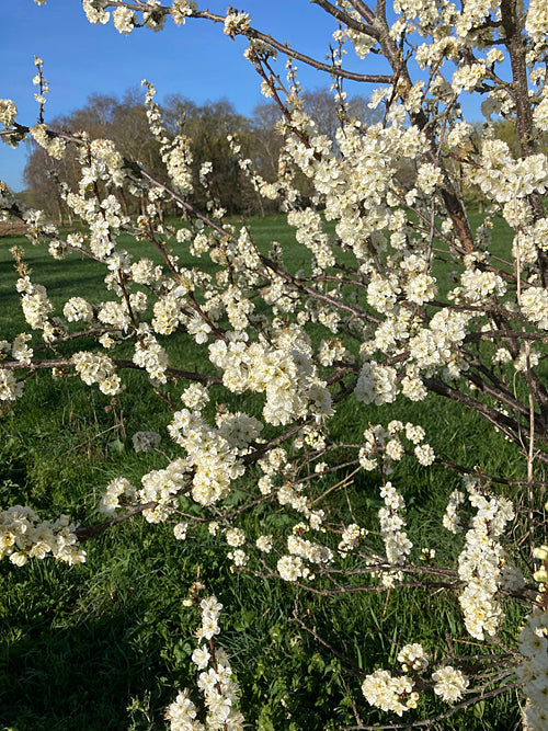 Prunus domestica 'Victoria'