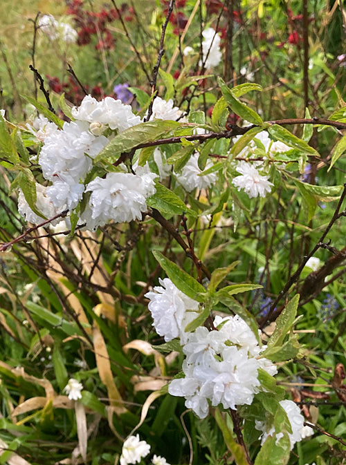 PRUNUS GLANDULOSA 'ALBA PLENA'