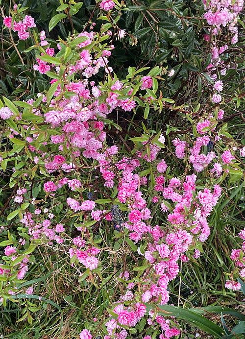 PRUNUS GLANDULOSA 'SINENSIS'