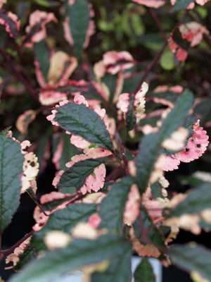 PRUNUS CERASIFERA 'HESSEI'