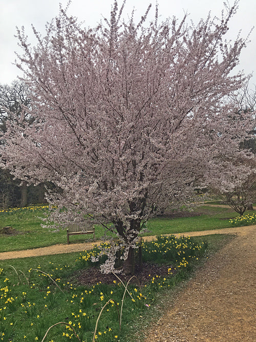 PRUNUS INCISA 'FUJIMAE'