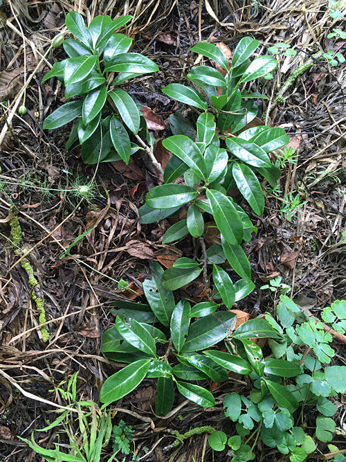 PRUNUS LAUROCERASUS 'MOUNT VERNON'