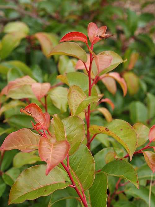 PRUNUS AZORICA 'TICO'