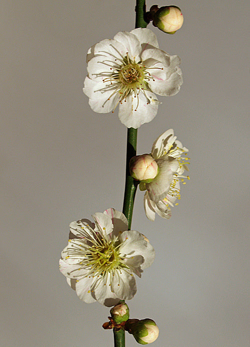 PRUNUS MUME 'OMOI-N0-MAMA'