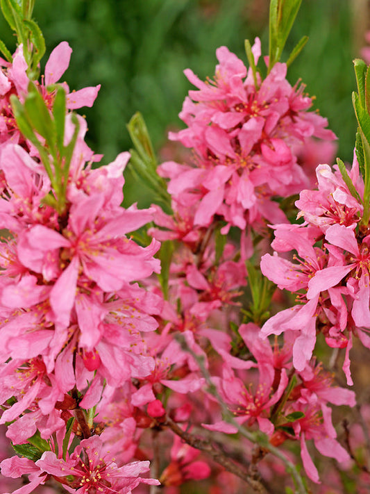 PRUNUS TENELLA 'FIRE HILL'