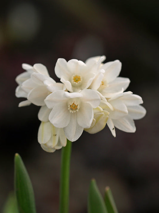 PUSCHKINIA SCILLOIDES var.LIBANOTICA 'ALBA'